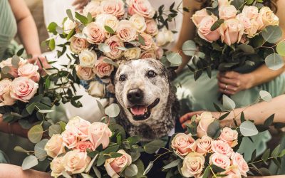 How to Incorporate Your Pet into Your Oregon Wedding Photos